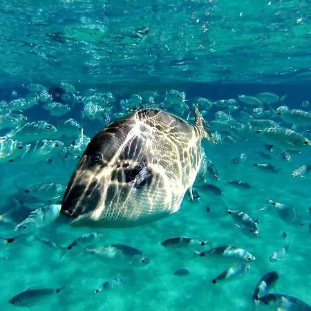 Eliselena Vacation Ever * Villasimius